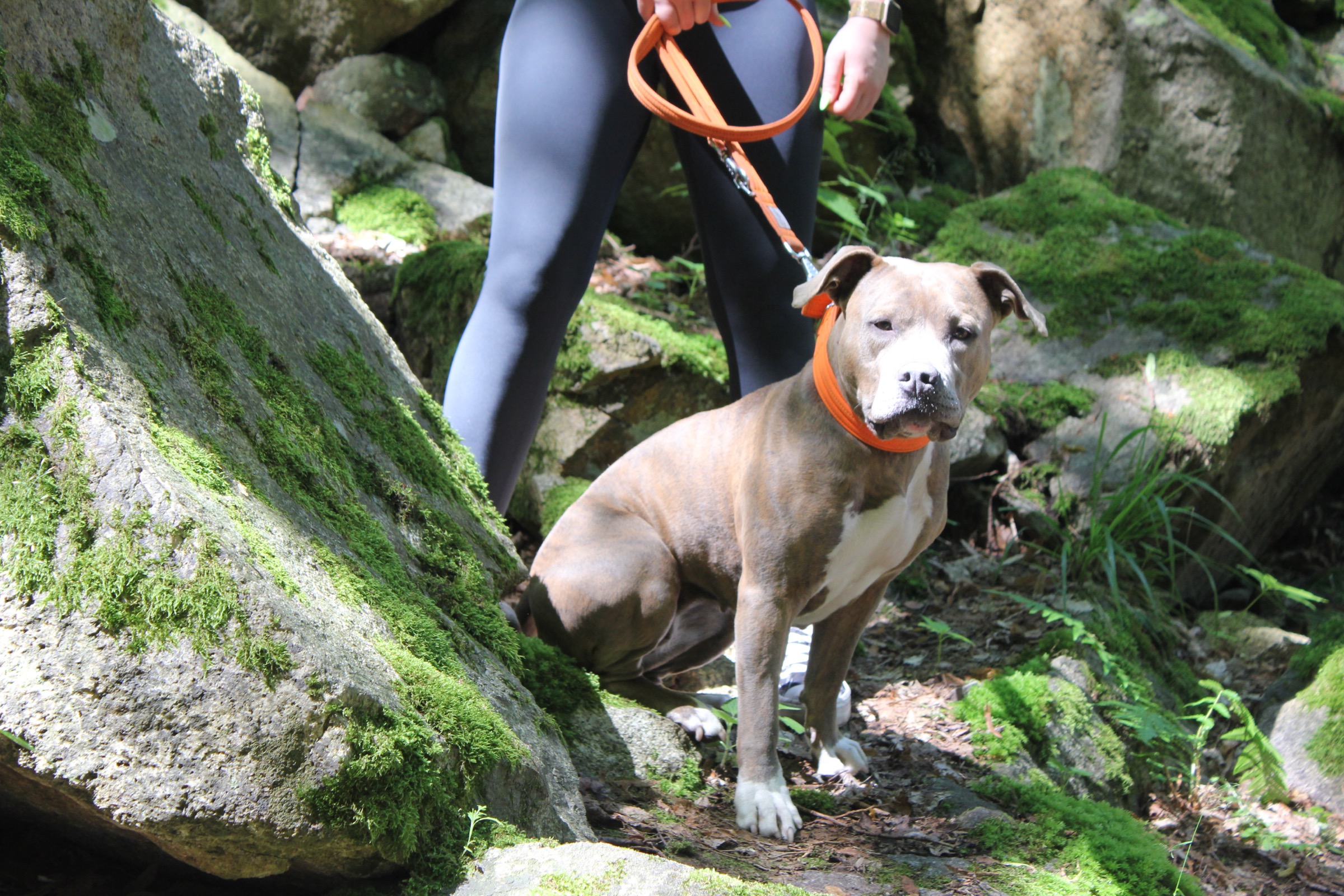 Pit bull on mossy rocks