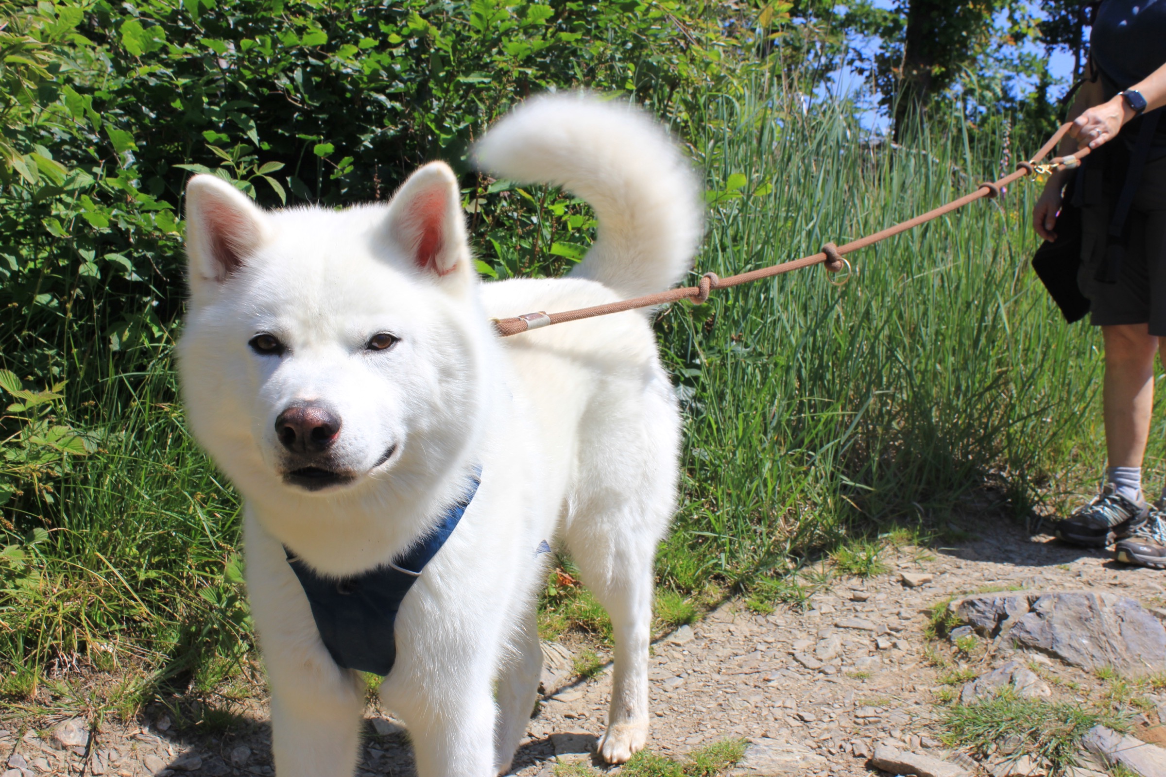 White Akita on a sunny trail
