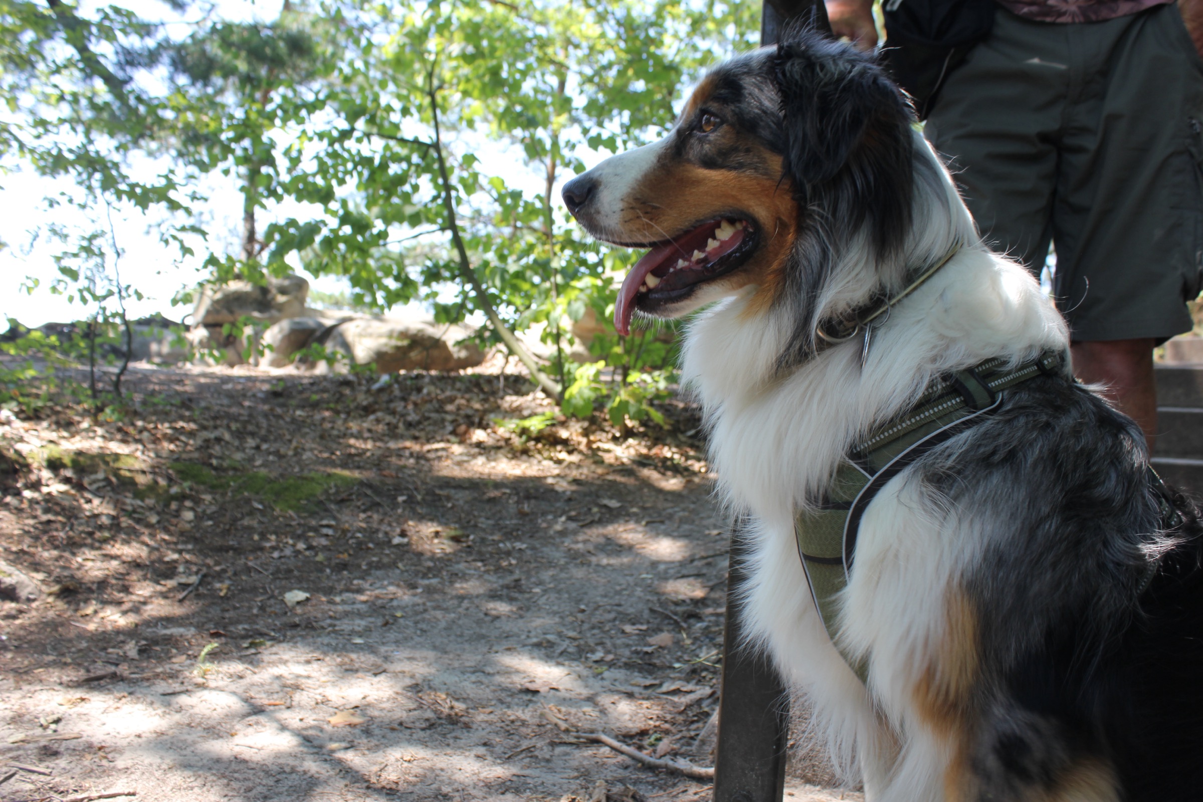 Australian Shepherd in the shade