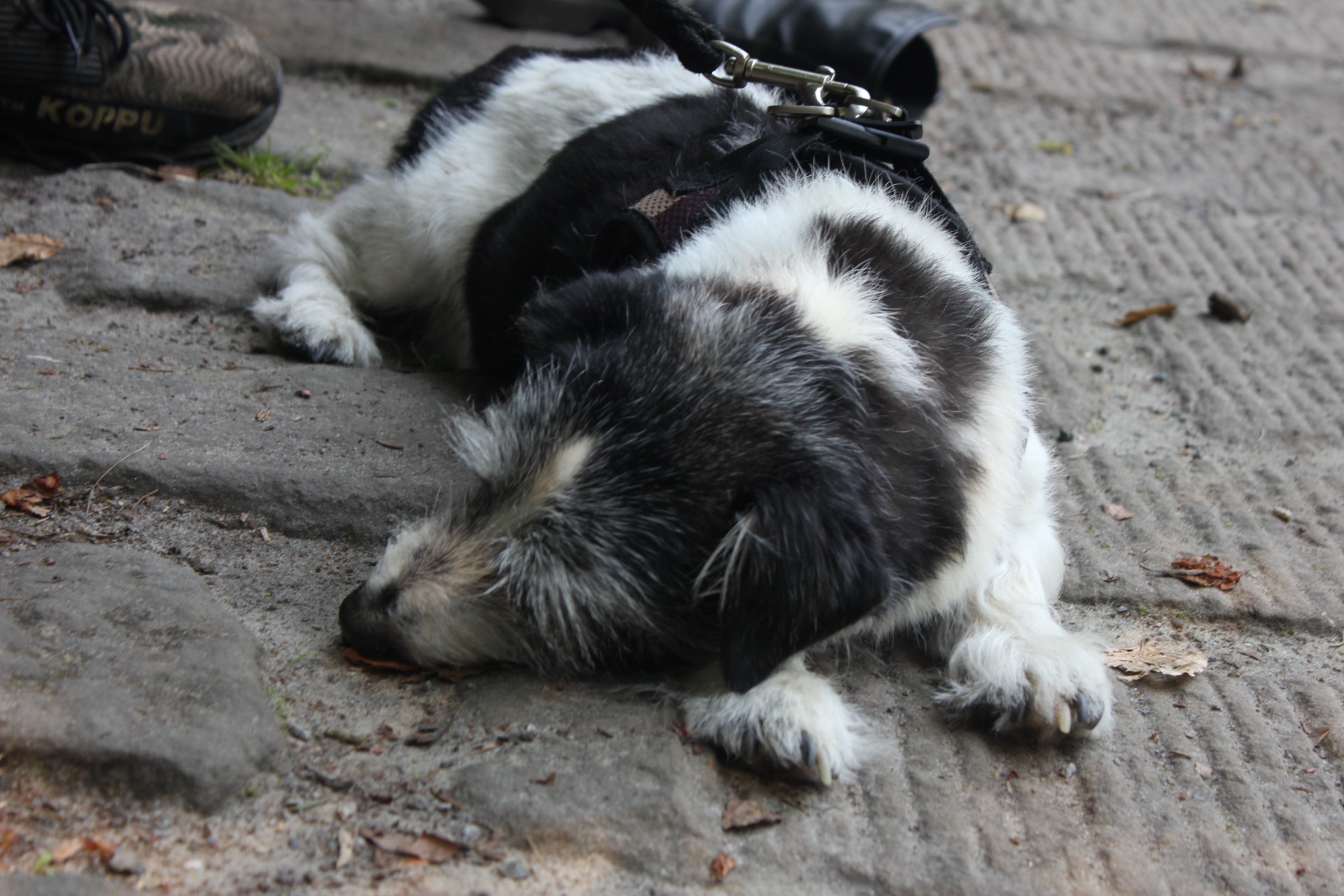Small dog napping on the pavement