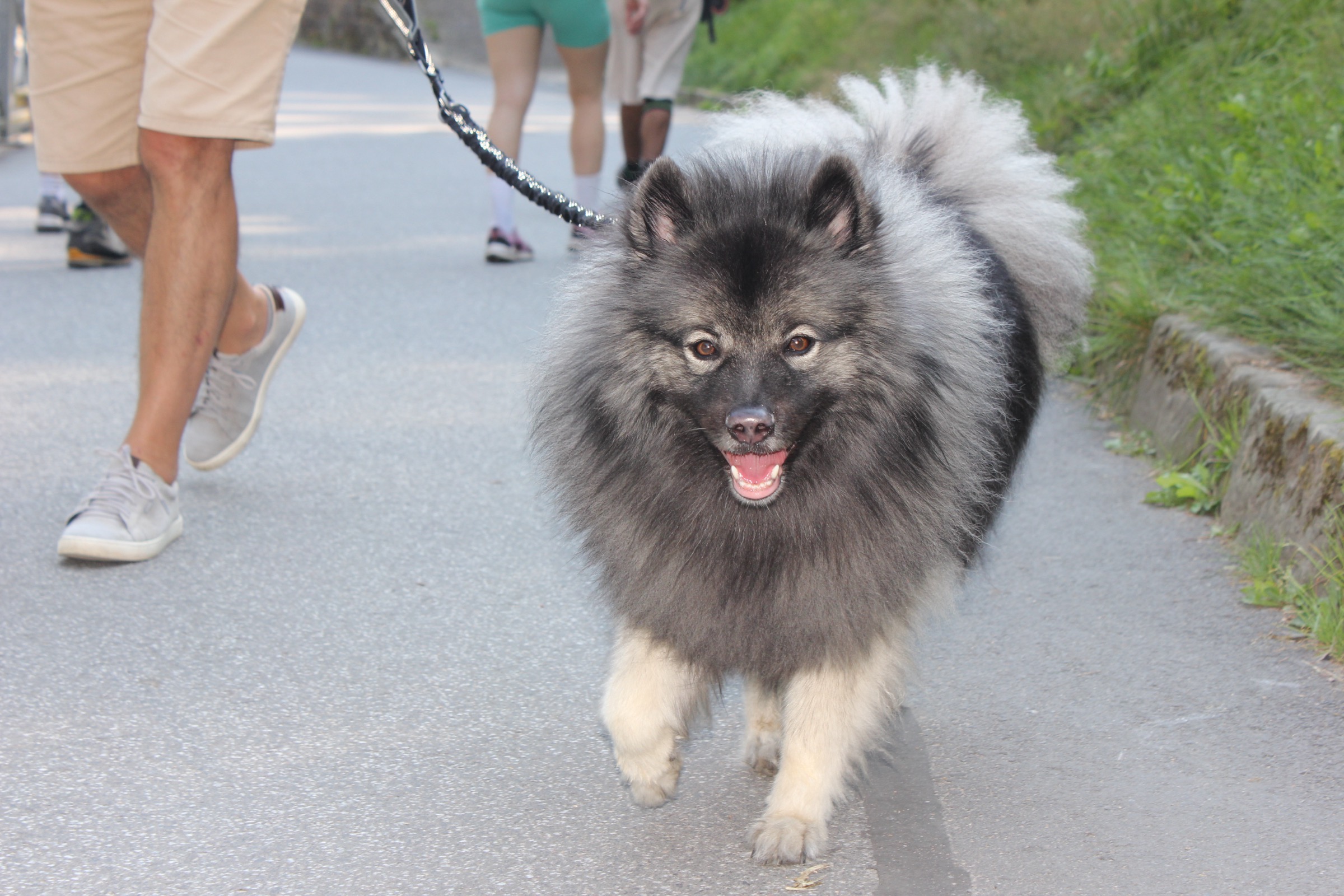 Keeshond out for a walk
