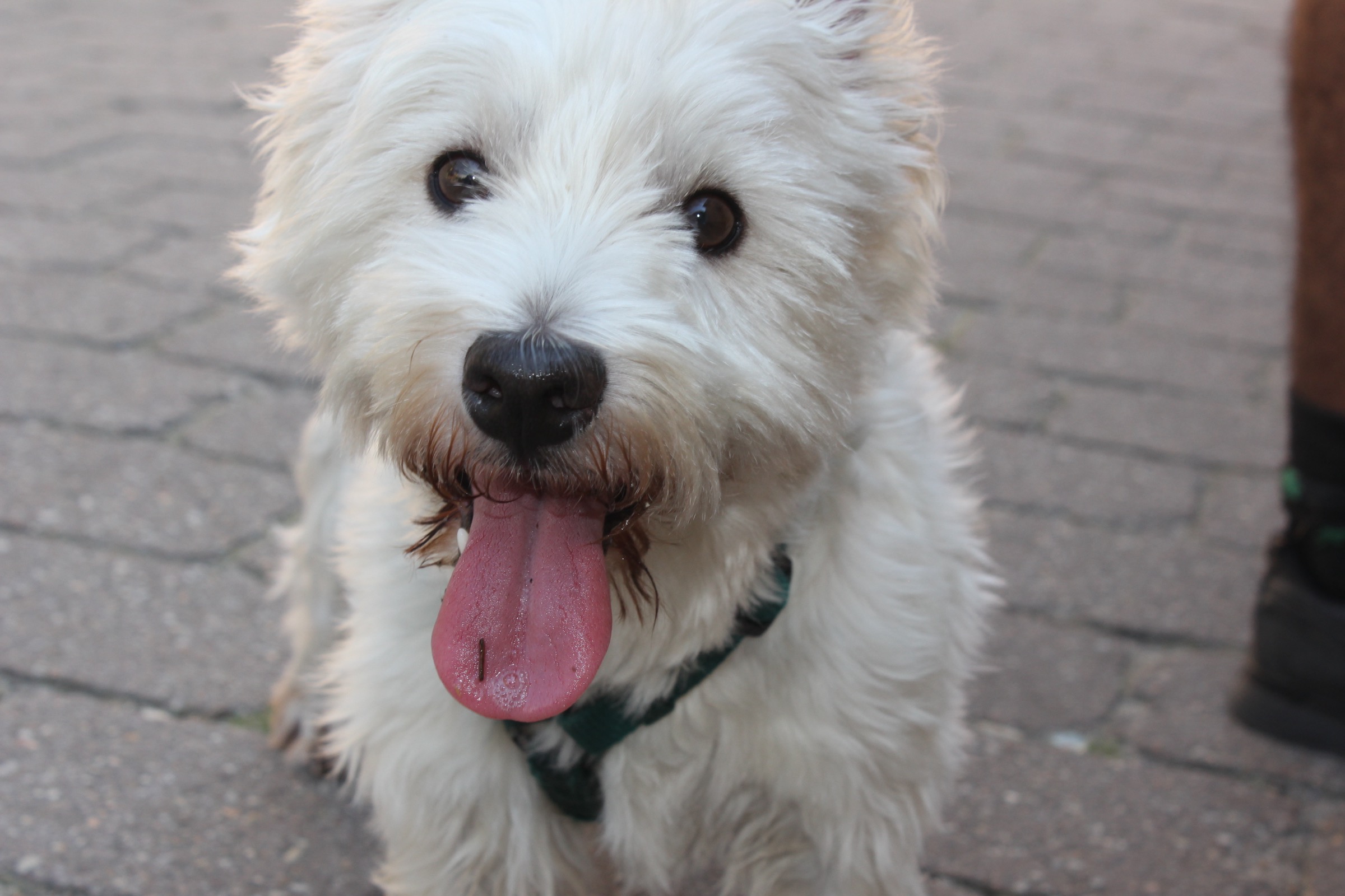 White fluffy dog close-up
