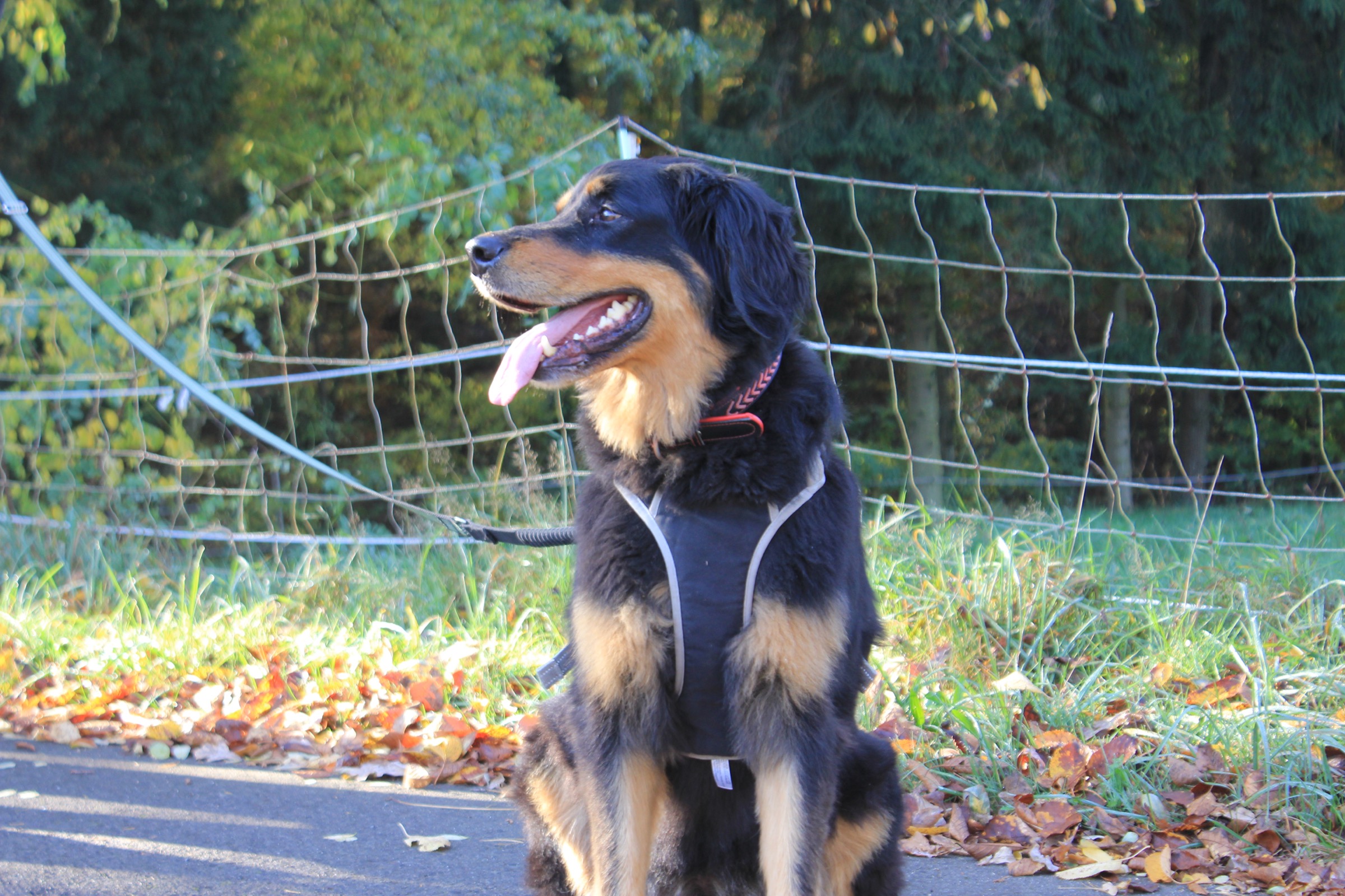 Black and tan dog sitting in autumn leaves