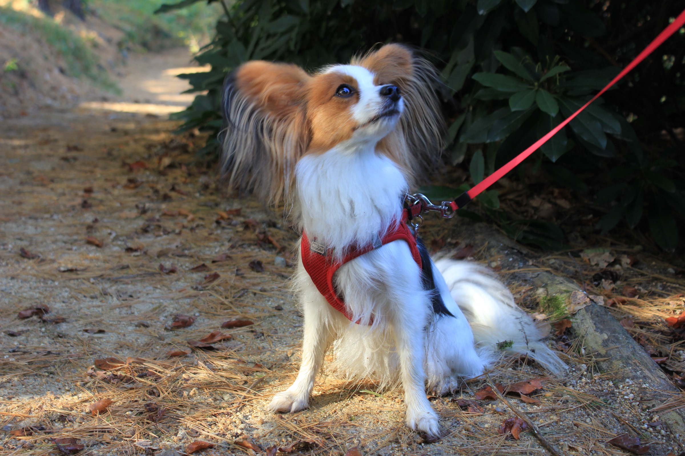 Papillon looking up on a trail
