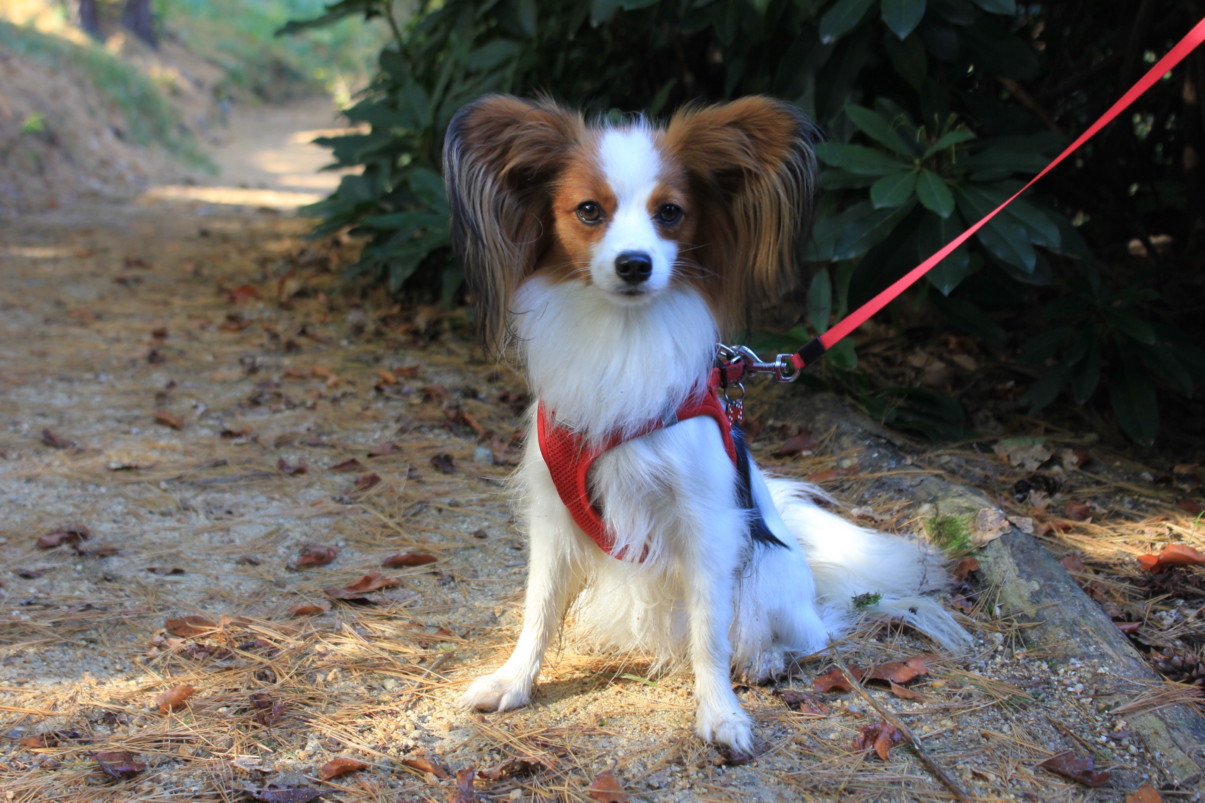 Papillon on a trail