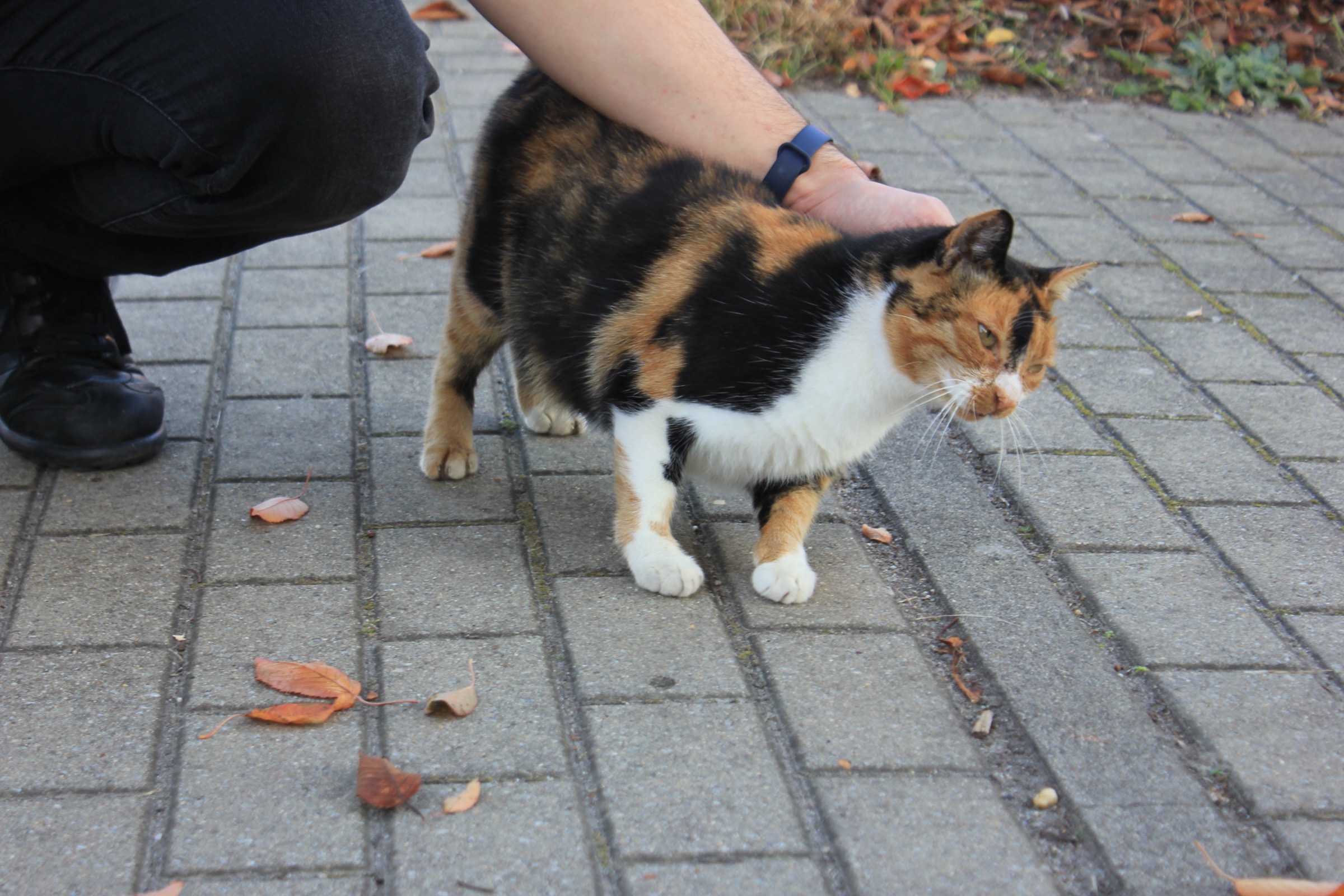 Calico cat getting head scratches