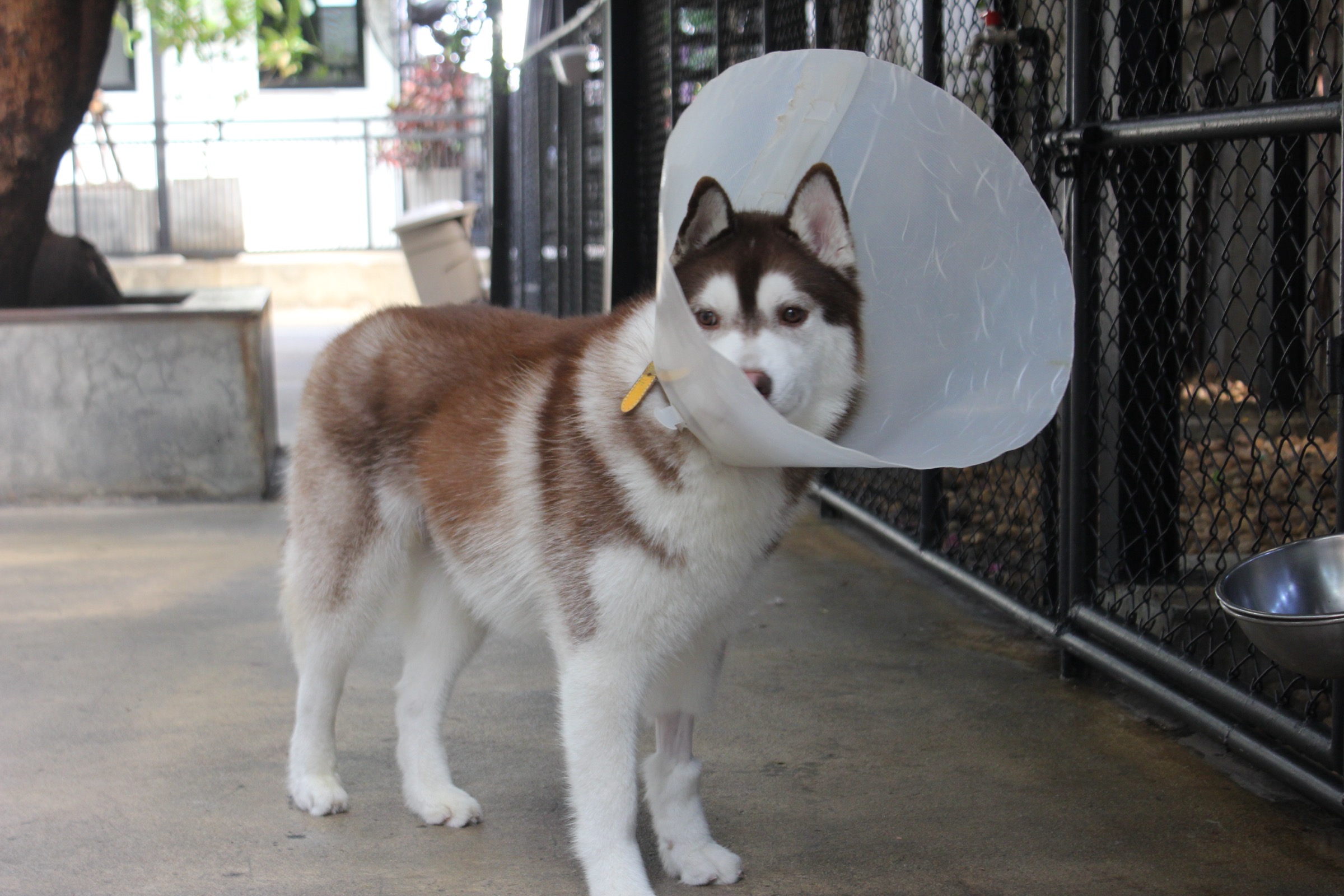 Husky with a cone of shame