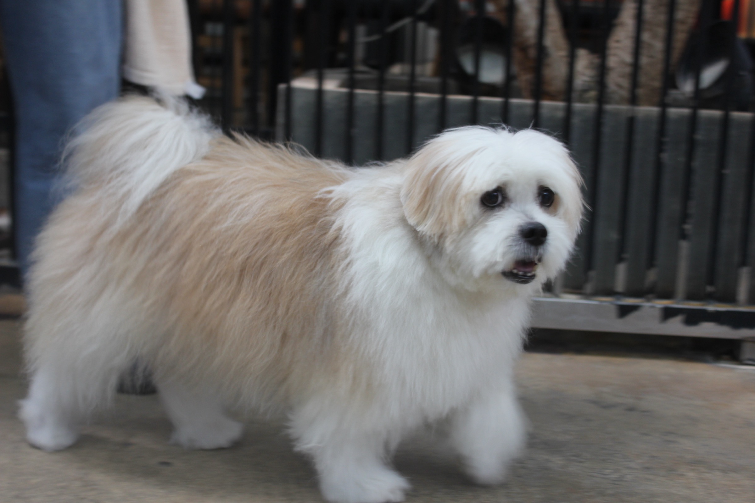 Fluffy Lhasa Apso